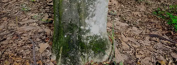 Agarwood Malaccensis