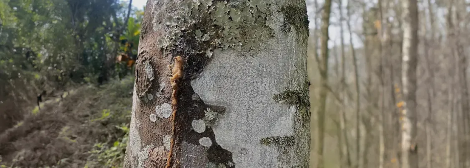 Fungi-Inoculated Wood